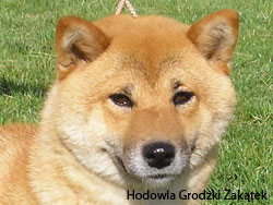 die zucht der kleinen japanischen Shiba Hunde