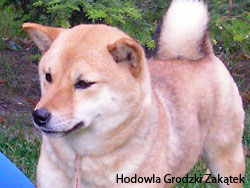 shiba inu in the sommer