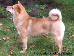photo of my wonderful japanese dog