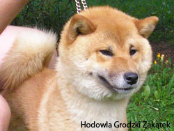 shiba a happy dog