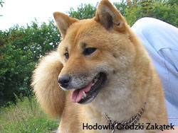 shiba from our breeding