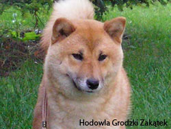 richtige Darstellung der shiba inu Hunde
