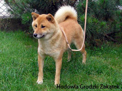 shiba inu faithful dog